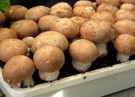 Care of porcini mushrooms when grown in a greenhouse