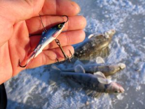 Catching balancers for zander in winter