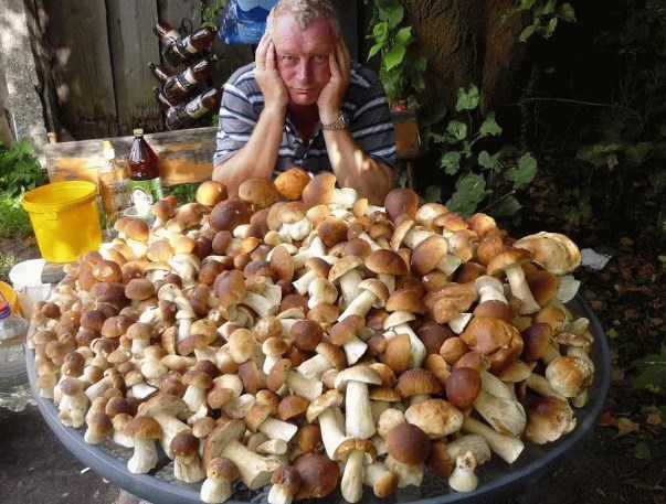 The harvest of porcini mushrooms