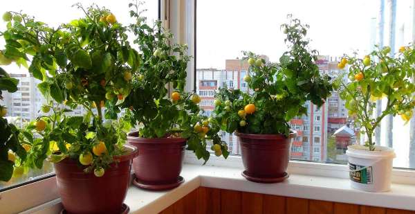 Dans quels pots faire pousser des tomates sur le rebord de la fenêtre