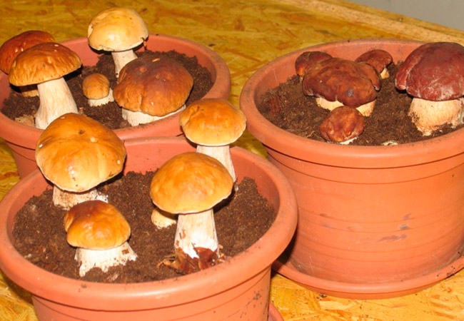 Growing porcini mushrooms at home in a greenhouse