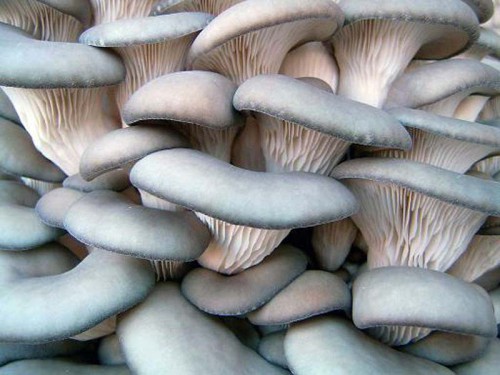 Growing an oyster mushroom in a greenhouse at home