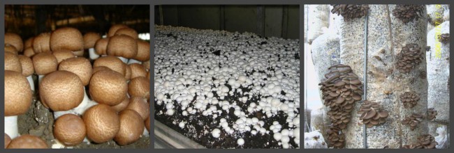 Growing mushrooms in a greenhouse at home