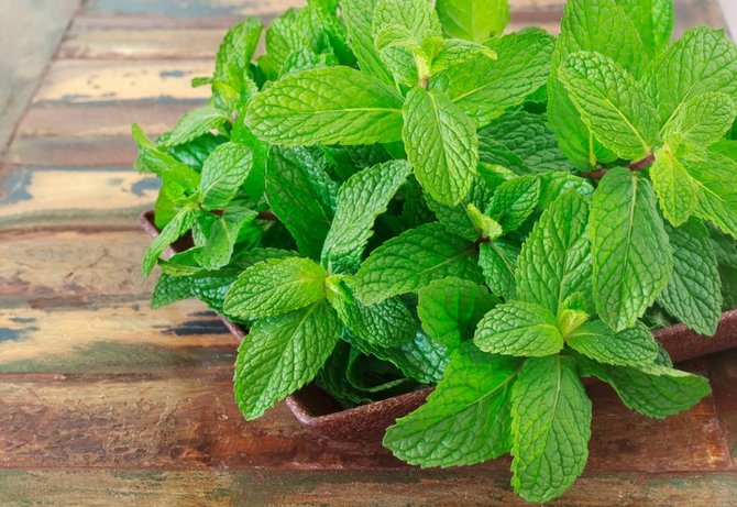 Growing mint at home on a windowsill
