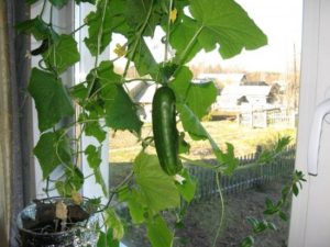 Growing cucumbers on the window