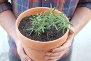 Growing rosemary at home