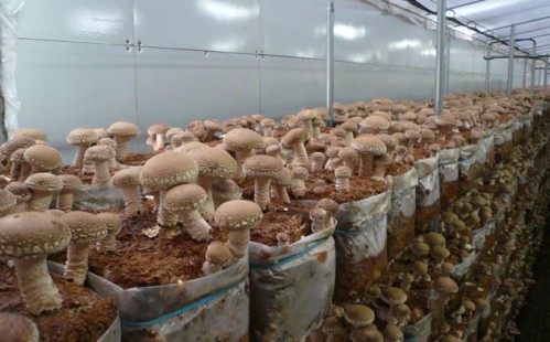 Growing shiitake in a greenhouse at home