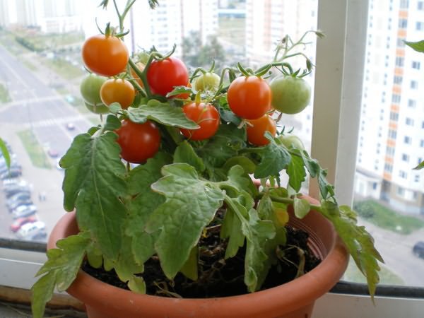 Ziemā audzē tomātus uz loga
