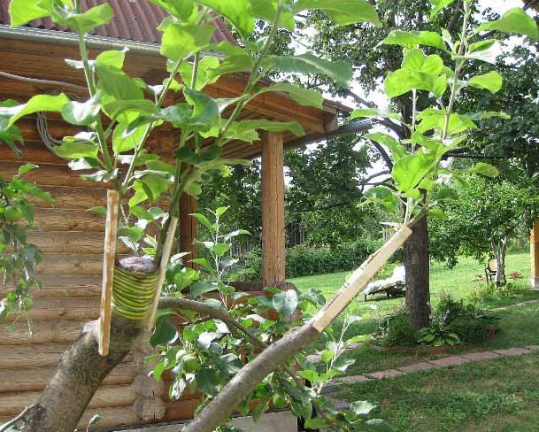 Why plant an apple tree in spring - benefits