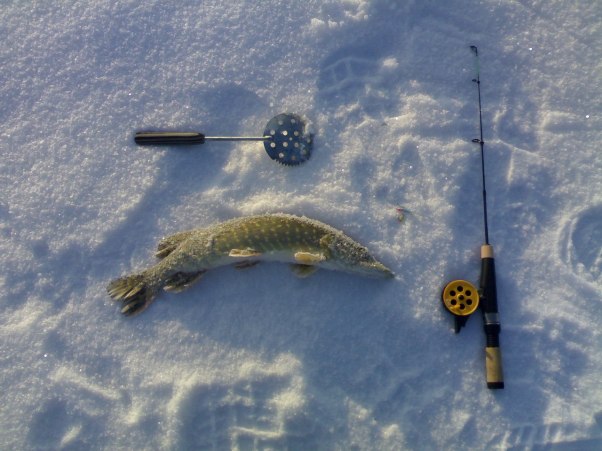 Fishing for pike in winter