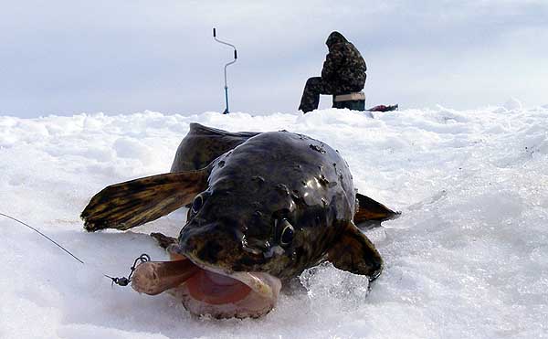 Winter fishing for burbot on a burbot