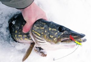 Winter fishing for pike on a balancer