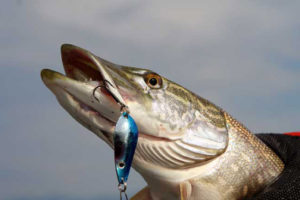 Ice fishing for pike with lure