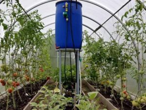 Automatic watering of tomatoes in the greenhouse