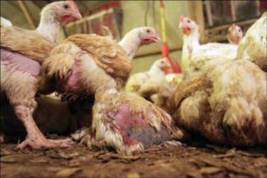 Chicken diseases and feather loss