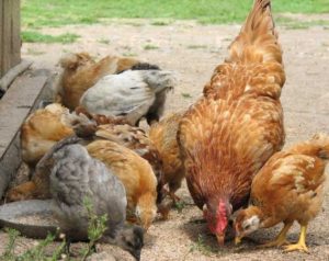 How to feed chickens during molting