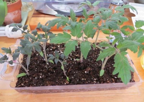 How to fertilize tomato seedlings