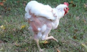 What is molting in chickens
