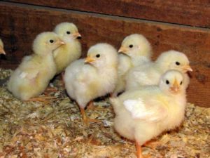 What affects the onset of egg production in pullets
