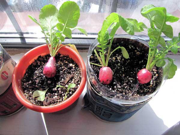 Conteneur pour faire pousser des radis sur la fenêtre