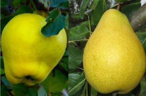 Vaccination for quince
