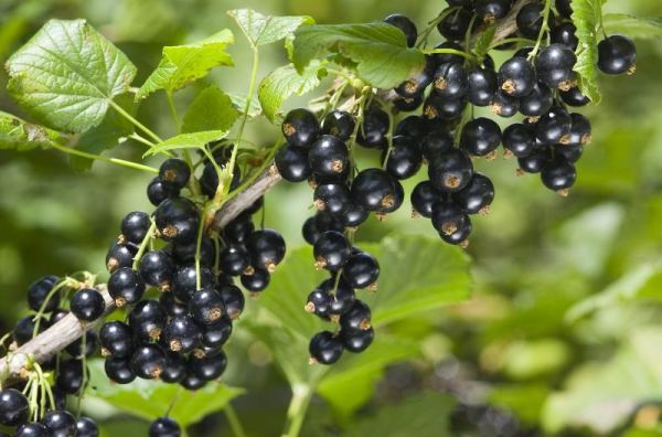 Good feeding of currants in spring is the key to a rich harvest