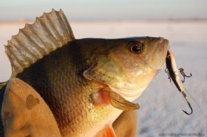 How to catch perch on a balancer in winter