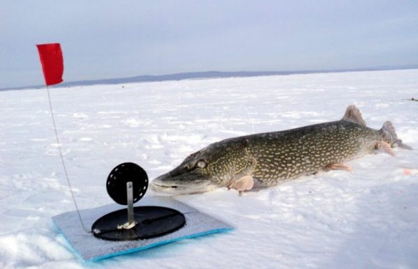 How to catch pike on girders in winter