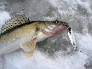 How to troll walleye in winter