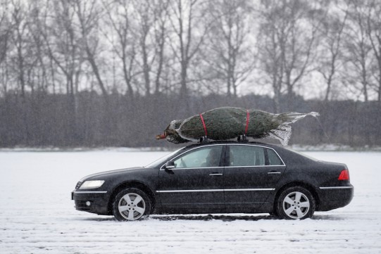 How to transport a live tree by car
