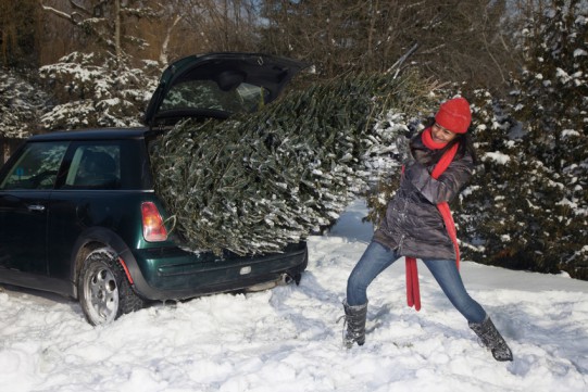 كيفية نقل شجرة عيد الميلاد الحية بالسيارة في صندوق السيارة