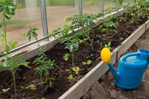 How to water tomatoes in a greenhouse