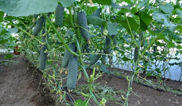 How to properly water cucumbers in a greenhouse