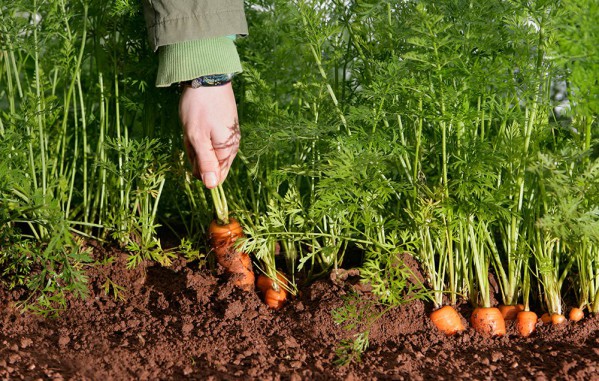 How to properly plant carrots with seeds in spring