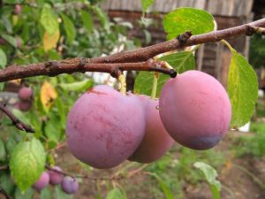 Comment planter correctement une prune dans le pays