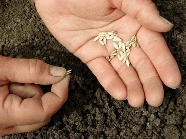Kā pareizi stādīt gurķus atklātā zemē ar sēklām