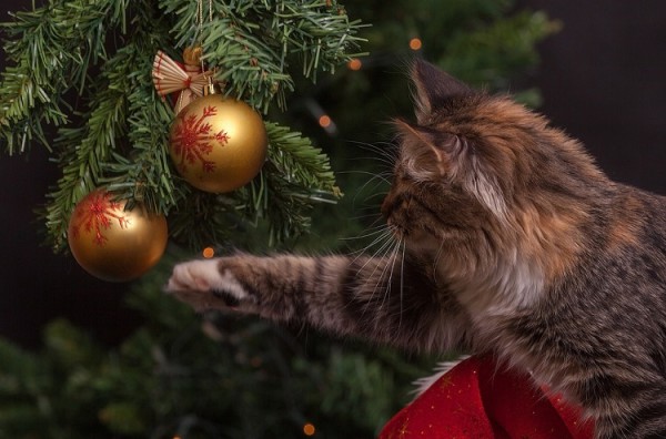 A karácsonyfa megfelelő ártalmatlanítása