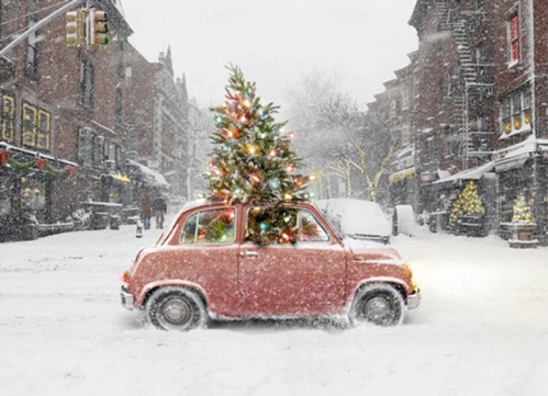 كيفية إحضار شجرة عيد الميلاد الحية بالسيارة