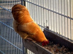 Hogyan befolyásolja az étrend, ha a csirkék elkezdenek tojni