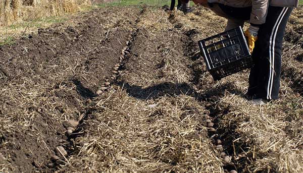 How to plant potatoes on straw