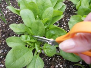 Comment récolter les épinards