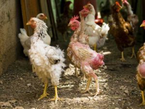 How to care for chickens during molting
