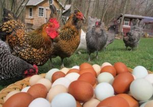 How to increase egg production in chickens