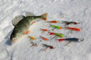 How to choose a balancer for ice fishing for perch