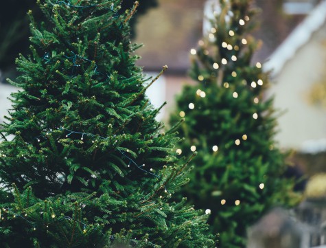 How to choose a live Christmas tree for the New Year