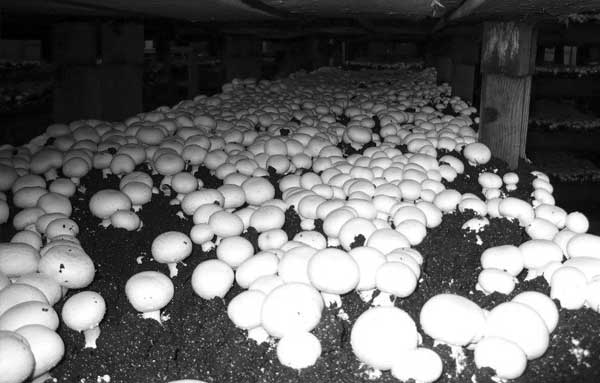 Hogyan lehet gombát termeszteni otthon