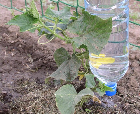 Drip irrigation of cucumbers using a bottle