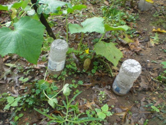 Gurķu pilēšana ar pilienu, izmantojot plastmasas pudeli
