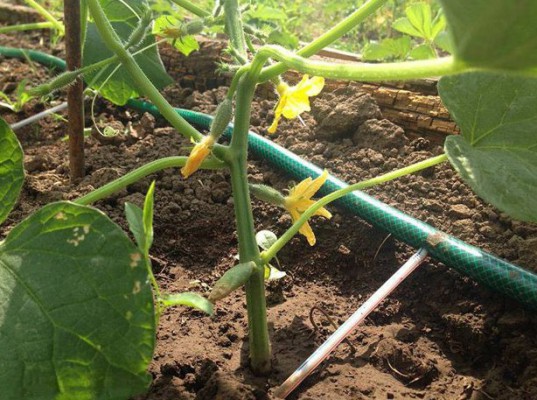 Do-it-yourself drip watering of cucumbers
