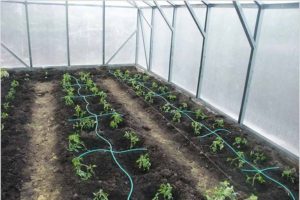 Drip irrigation of tomatoes